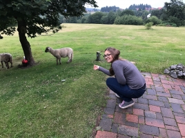 Alexandra-Mischke-Schafe