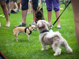 DM-WA-Hallbergmoos-2017-Hundetreffen
