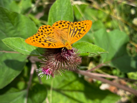 DM-Feldbogen-2023-24